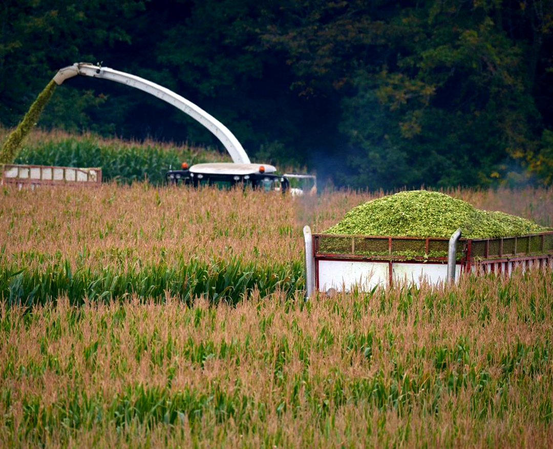 Sbl Farms Green walls and Living walls, Vertical Garden, Bio Curtains